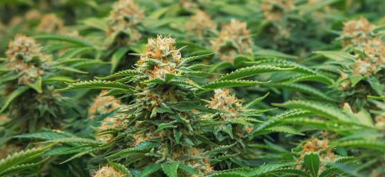 Speciale Cannabissoorten Voor SOG Door Philosopher Seeds