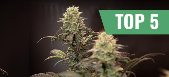 Top 5 Hoogproductieve Autoflowering Strains