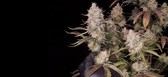 Top 5 Hoogproductieve Autoflowering Strains