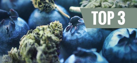 De Oorsprong Van Blueberry Cannabis En De Top 3 Blueberry Strains