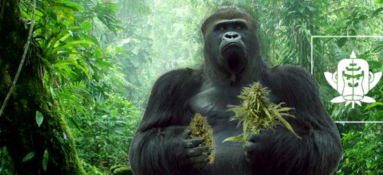 De Oorsprong Van Gorilla Glue Cannabis En De Top 3 Gorilla Glue Variëteiten
