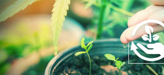 Het Belang Van De Verschillende Groeifases Van Cannabis