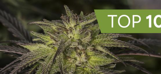 Top 10 Hybride Cannabis Soorten 