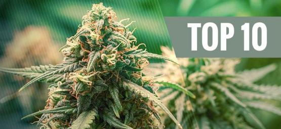 Top 10 Hybride Cannabis Soorten 