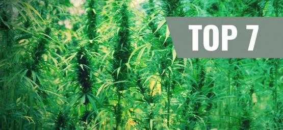Top 7 Originele Cannabis Soorten En Hun Breeders