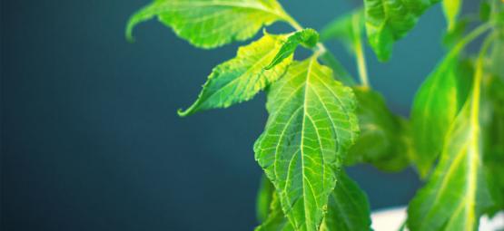 Hoe Verwerk Je Je Salvia Divinorum Plant?