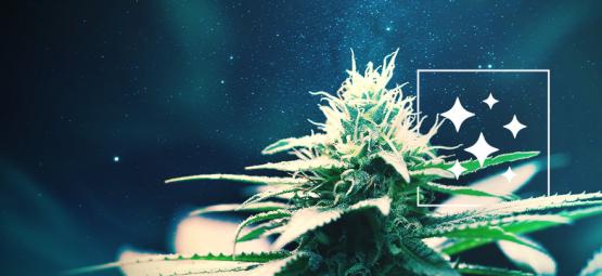 De Oorsprong Van Northern Lights En De Top 3 Northern Lights Cannabis Soorten 