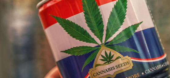 Nederwiet! Alles Over Nederlandse Wiet En De Top 3 Van In Nederland Ontwikkelde Cannabissoorten