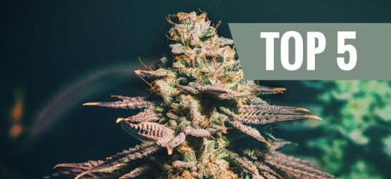 Top 5 Cannabis Soorten Voor Late Growers