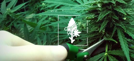 Top 4 Snoeitechnieken Voor Je Cannabis Planten