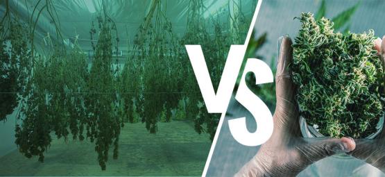 Nat Versus Droog Snoeien Van Je Cannabisplanten