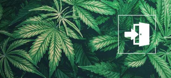 De Beste Cannabis Zaden Voor Binnenkweek