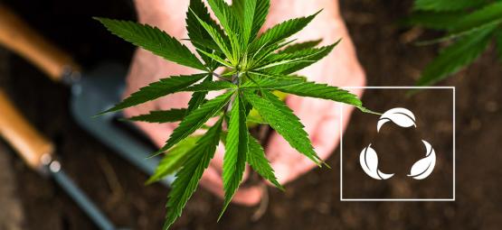 Wat Is Gerecyclede Biologische Levende Grond (ROLS)?