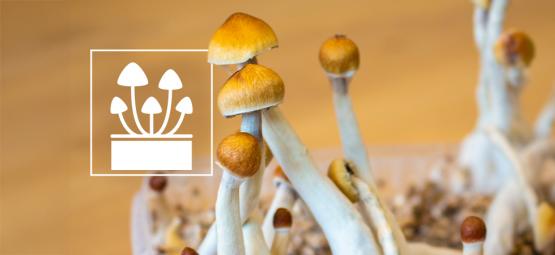 Kweek Iets Buitengewoons: De Top 5 Paddo Kweeksets