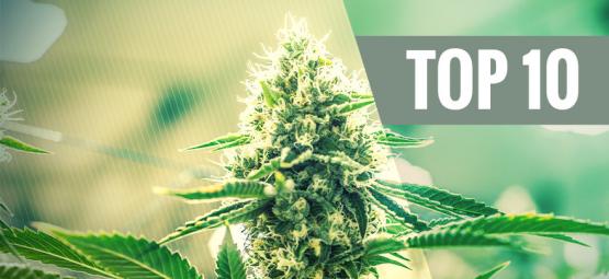 Top 10 Kush Cannabis Soorten 