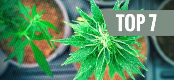 Top 7 Cannabissoorten Met Een Unieke THC:CBD Verhouding