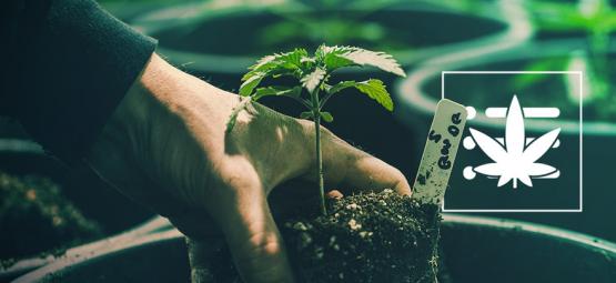 Je Eerste Cannabis Plant Kweken In 10 Stappen