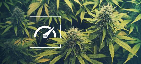 Hoe Verhoog Je Het CBD Niveau Bij Het Kweken Van Cannabis? 