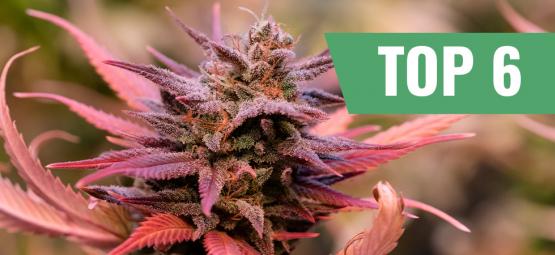 Top 6 cannabis strains voor Valentijnsdag
