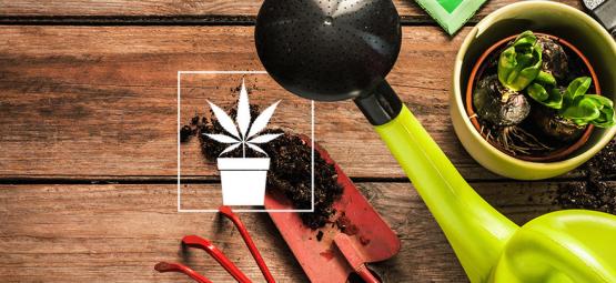 10 Onmisbare Hulpmiddelen Voor De Cannabis Kweker 