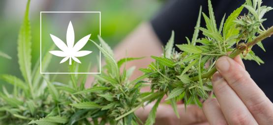 6 Cannabis strains met 1% of minder THC