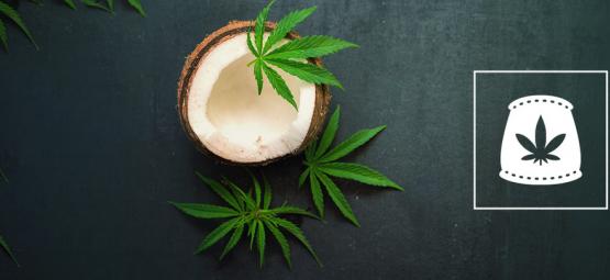 Kokoswater Als Biologische Meststof Voor Cannabis