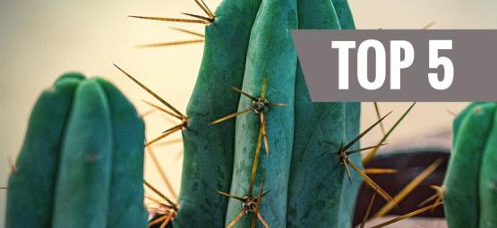 Top 5 Mescaline Cactussen