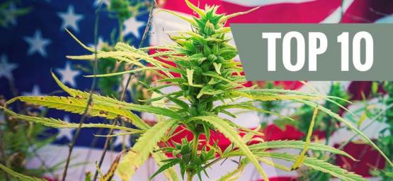 Top 10 Cannabis Strains Uit De VS