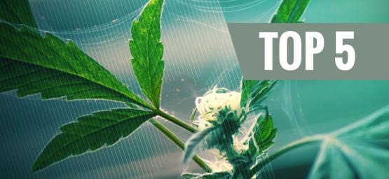 Top 5 Natuurlijke Bestrijdingsmiddelen Voor Cannabis