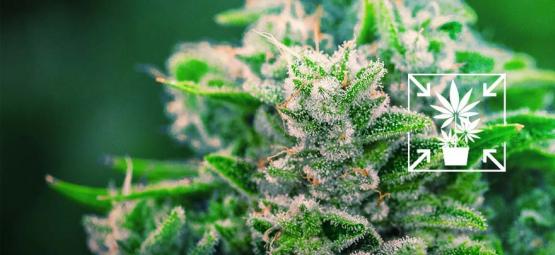 Hoe Kweek Je Lage En Compacte Cannabisplanten?