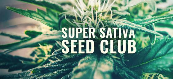 Super Sativa Seed Club is terug!