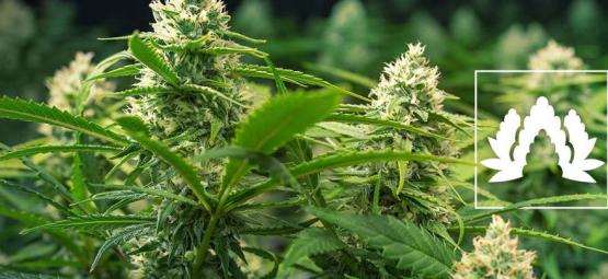 De 5 Beste Cannabis Soorten Voor Een Sea Of Green (SOG)