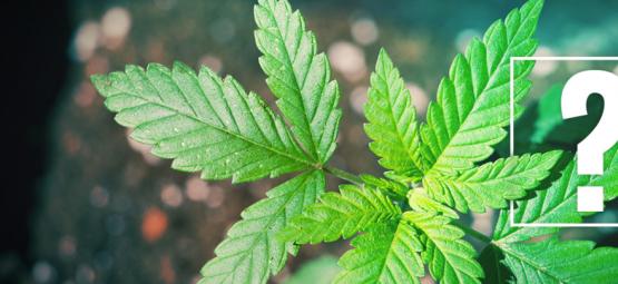 Wat Je Zou Moeten Doen Als Je Cannabisplanten Niet Bloeien