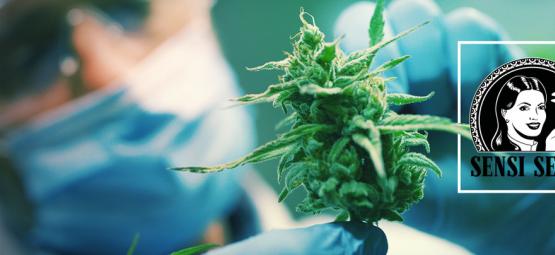Sensi Seeds Introduceert Sensi Seeds Research