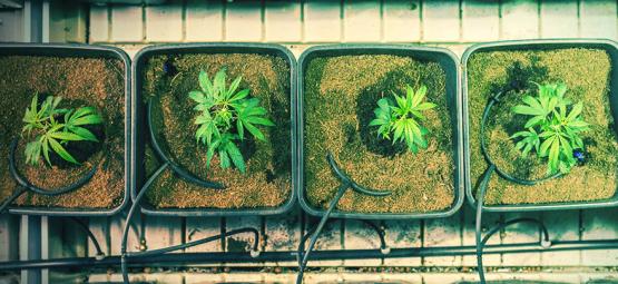 Wanneer En Hoe Verplant Je Cannabisplanten Voor Een Grotere Opbrengst?