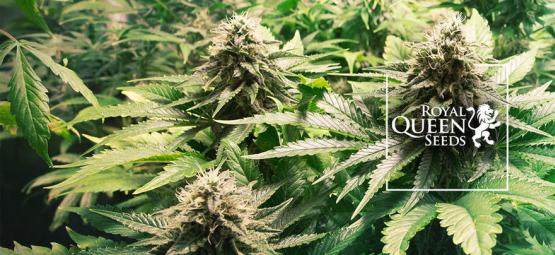 Top 10 Cannabis Strains Van Royal Queen Seeds
