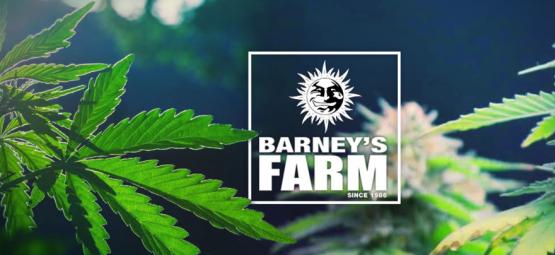 De Allerbeste Cannabisvariëteiten Van Barney's Farm