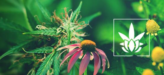 Cannabinoïden Zitten Niet Alleen In Cannabis