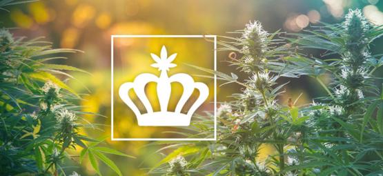 Wat Zijn Heirloom Cannabisplanten?