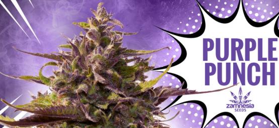 Purple Punch: Smaak, Kracht En Schoonheid — Alles In Één