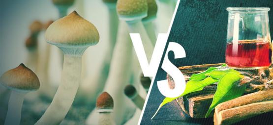 Ayahuasca Versus Paddo'S: Wat Is Het Verschil?