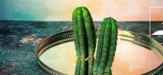 5 Broodjeaapverhalen Over De San Pedro-Cactus Ontkracht