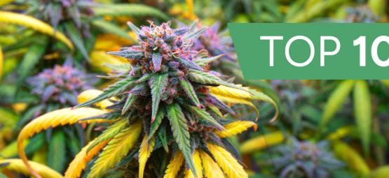 Top 10 Cannabis Strains Voor Het Herfstseizoen 