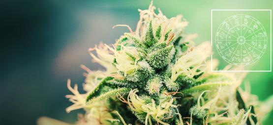 De Perfecte Cannabis Strain Voor Elk Sterrenbeeld 