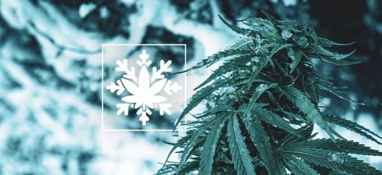 Hoe Kweek Je Cannabis In De Winter? (Ja, Het Kan!)