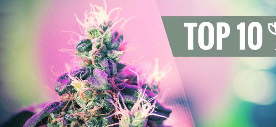 Top 10 Bekroonde Cannabis Strains