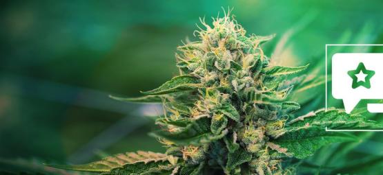 Super Silver Haze: Cannabis Strain Review & Informatie