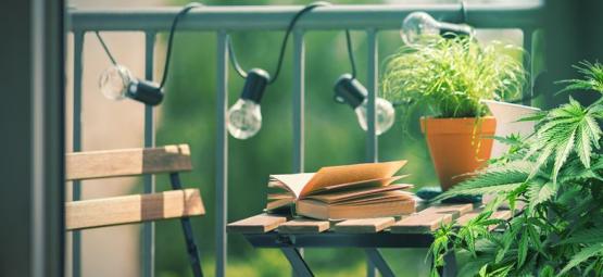 Top 10 Soorten Wiet Om Op Je Balkon Of Terras Te Kweken 