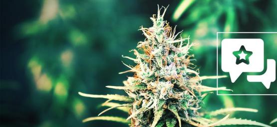 Cookies Kush: Cannabis Strain Review & Informatie
