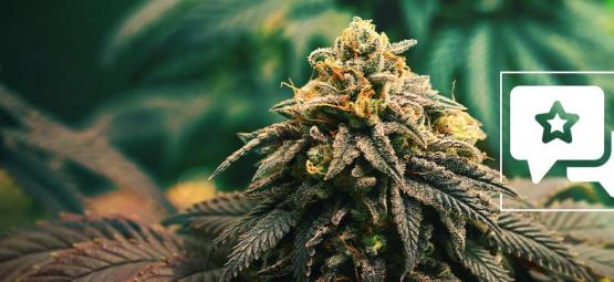 GG4: Cannabis Strain Review & Informatie
